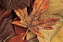 Brown Shades of Autumn Leaves